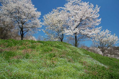 池田町陸郷　サクラ4/28-3