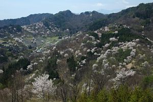 池田町陸郷　有明　サクラ4/28-1