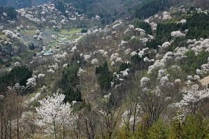 池田町陸郷　有明　サクラ4/28-2