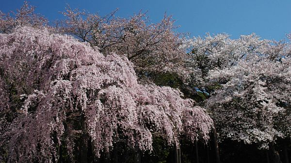 サクラ　伊那市西町　春日城跡公園4/17-3