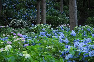 伊那市　深妙寺　アジサイ7/3-2