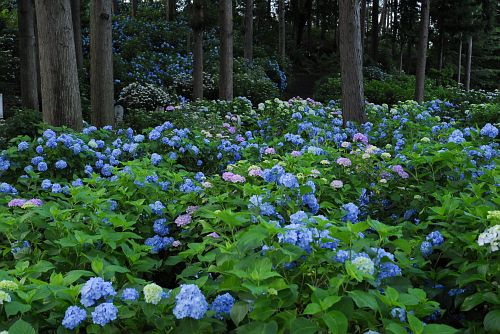 伊那市　深妙寺　アジサイ7/3-1