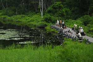 山ノ内町志賀高原　一沼　ヒツジグサとカメラマン7/8-1