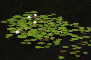 山ノ内町志賀高原　一沼　ヒツジグサ7/8-3