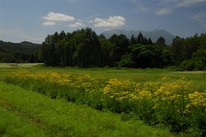 木曽町開田高原　木曽馬牧場　オミナエシと御嶽山8/10