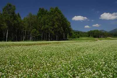 木曽町開田高原　木曽馬牧場　ソバ8/10