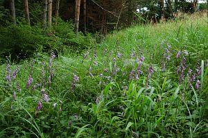 開田高原　髭沢渡周辺　コバギボウシ　2005　8/19