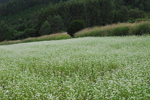 開田高原　ソバ8/25