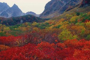 涸沢　紅葉-5