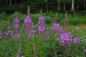 木島平村カヤの平　カヤの平牧場　ヤナギランとヨツバヒヨドリ8/14-1