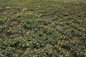 木島平村原大沢福寿草群生地　フクジュソウ4/24-2