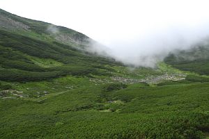 高山市　桔梗ヶ原周辺　ハイマツ9/2-1