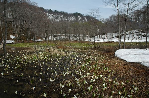 長野市鬼無里　奥裾花自然園　今池とミズバショウ5/12-1