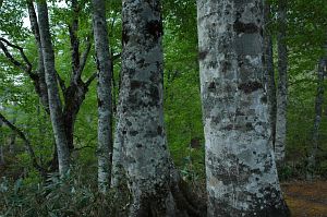 長野市鬼無里　奥裾花自然園　ブナ5/24-2