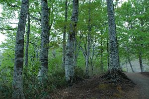 長野市鬼無里　奥裾花自然園　ブナ5/24-3