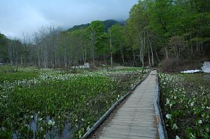 長野市鬼無里　奥裾花自然園　ミズバショウ5/24-4