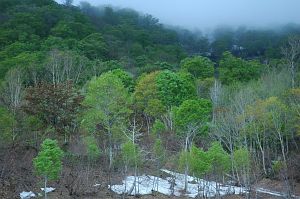 長野市鬼無里　奥裾花自然園　新緑5/24