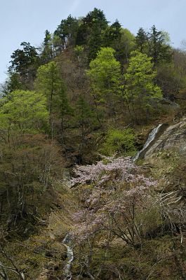 長野市鬼無里奥裾花渓谷　サクラ・滝・新緑5/12