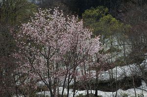 長野市鬼無里奥裾花渓谷　サクラ・残雪5/12