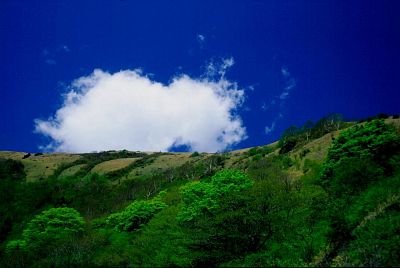 車山高原　霧ケ峰　新緑