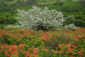 霧ケ峰高原　車山北　コナシとレンゲツツジ6/23-1