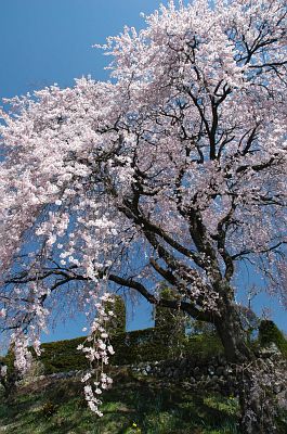 シダレサクラ　市場割4/17-2