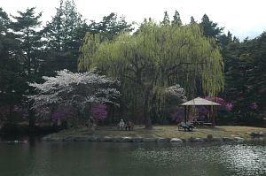 ヤナギの新緑・サクラ・ミツバツツジ　馬見塚公園