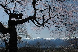 サクラと中央アルプス　駒ヶ根市　御坂山神社