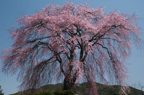 大坪のシダレザクラ　駒ヶ根市中沢大坪4/17-1