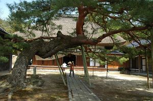 マツ　駒ヶ根市栖林寺