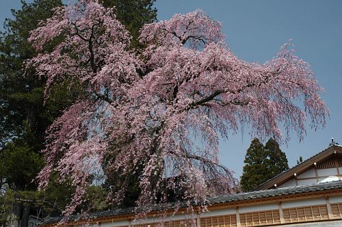 シダレザクラ　駒ヶ根市栖林寺