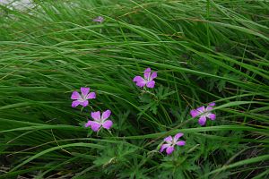 糸魚川市　小蓮華山～白馬大池　ハクサンフウロ7/23