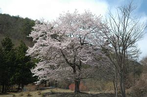 上田市丸子西内　桜4/25