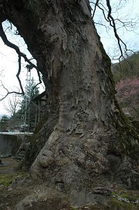 上田市丸子　霊泉寺4/25-3