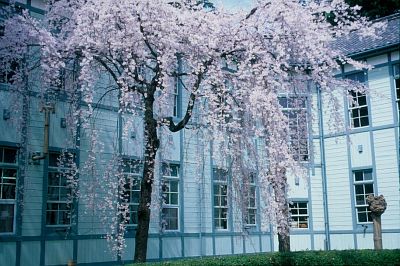 松本市　県の森　シダレザクラ