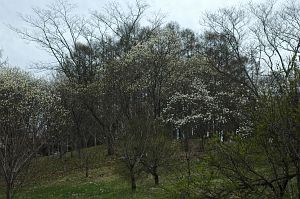 松本市　アルプス公園　コブシ4/22-3