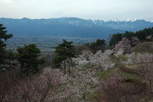 松本市　アルプス公園　サクラ4/22-1