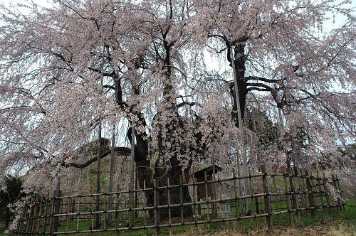 松本市　アルプス公園　サクラ　2006　4/22-3