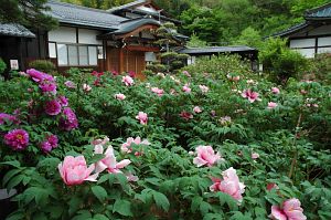 松本市　玄向寺　ボタン5/11-2