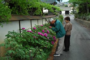 松本市　玄向寺　ボタン5/11-6