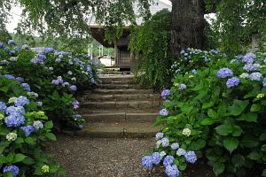 松本市内田　法船寺　アジサイ7/7-1