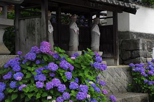 松本市内田　法船寺　アジサイ7/20-1