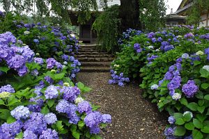 松本市内田　法船寺　アジサイ7/20-2