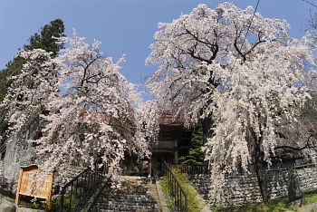 真光寺のシダレザクラ001