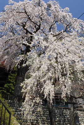 真光寺のシダレザクラ003