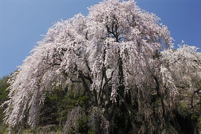 真光寺のシダレザクラ004