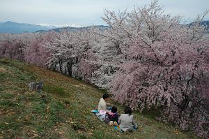 松本市　弘法山古墳　サクラ4/22-1