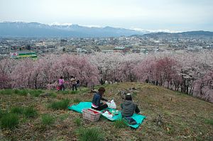 松本市　弘法山古墳　サクラ4/22-2