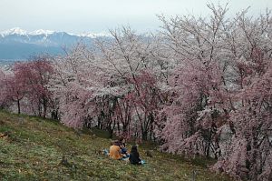 松本市　弘法山古墳　サクラ4/22-3