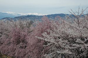 松本市　弘法山古墳　サクラ　2006　4/22-4